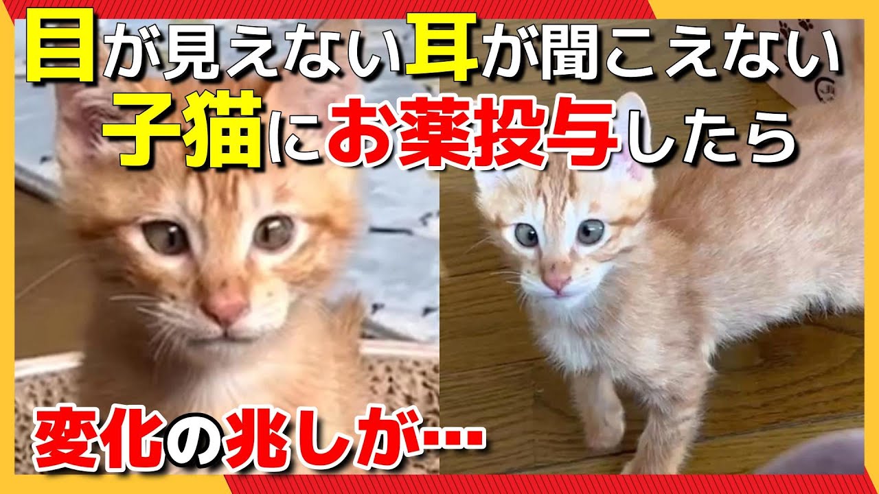 【神戸保護猫】目が見えない耳が聞こえない子猫にお薬を投与したら変化の兆しが？