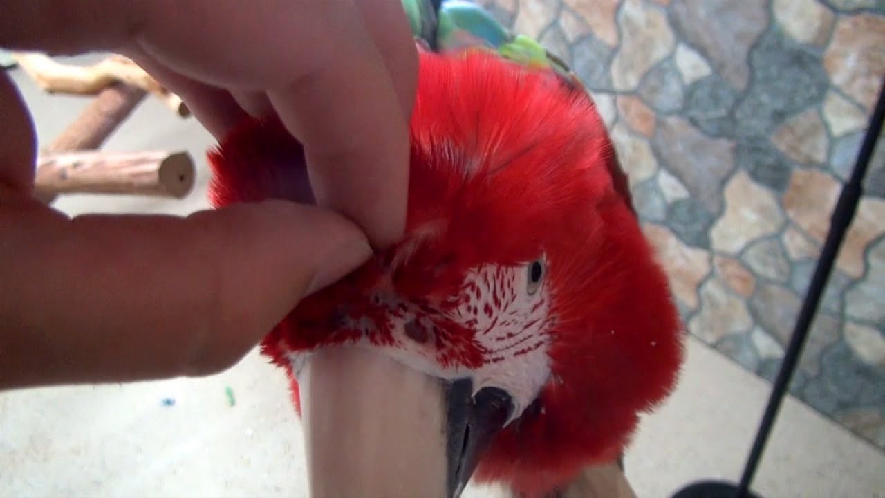 Santina Green-Winged Macaw - Opening Parrot Pin Feathers
