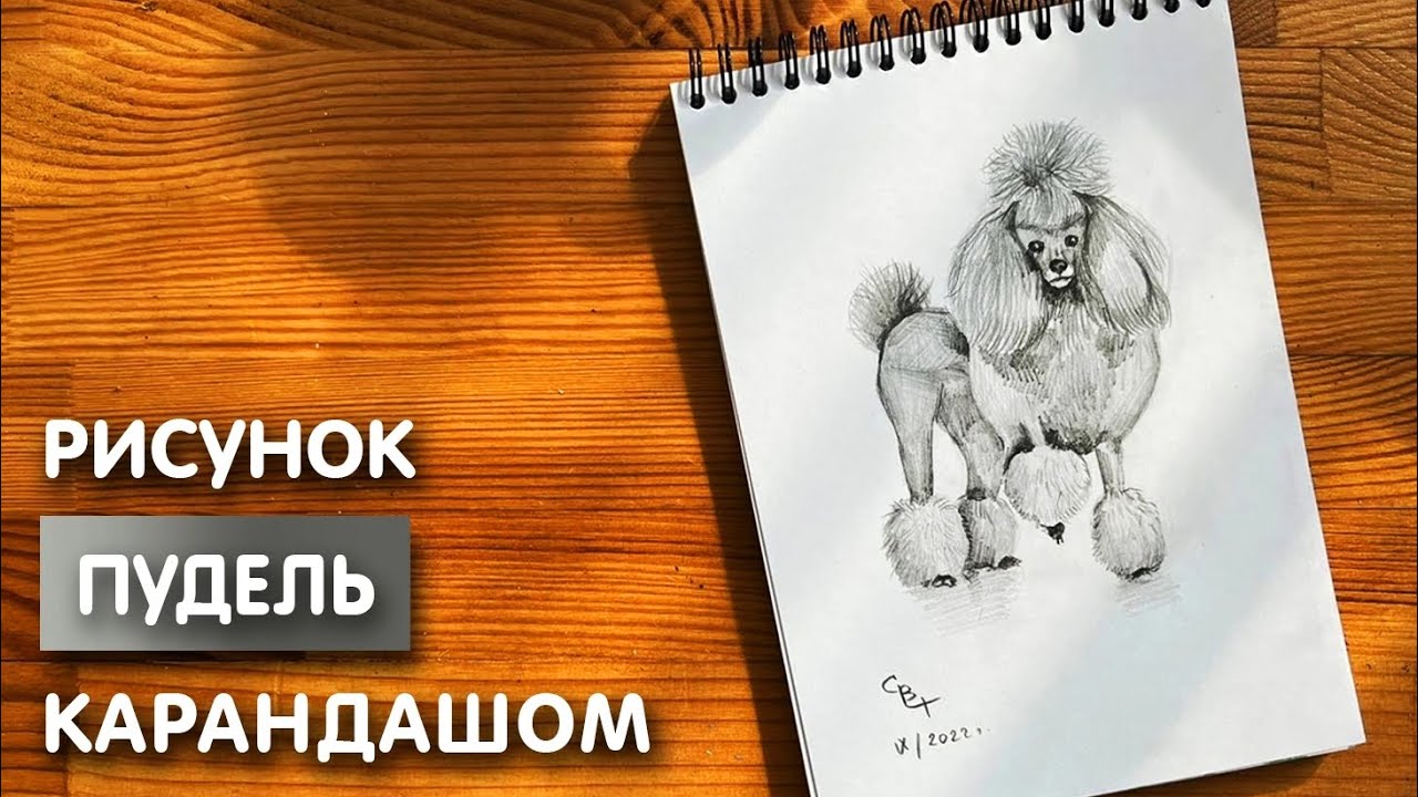 Как нарисовать пуделя карандашом | Рисунок для начинающих поэтапно
