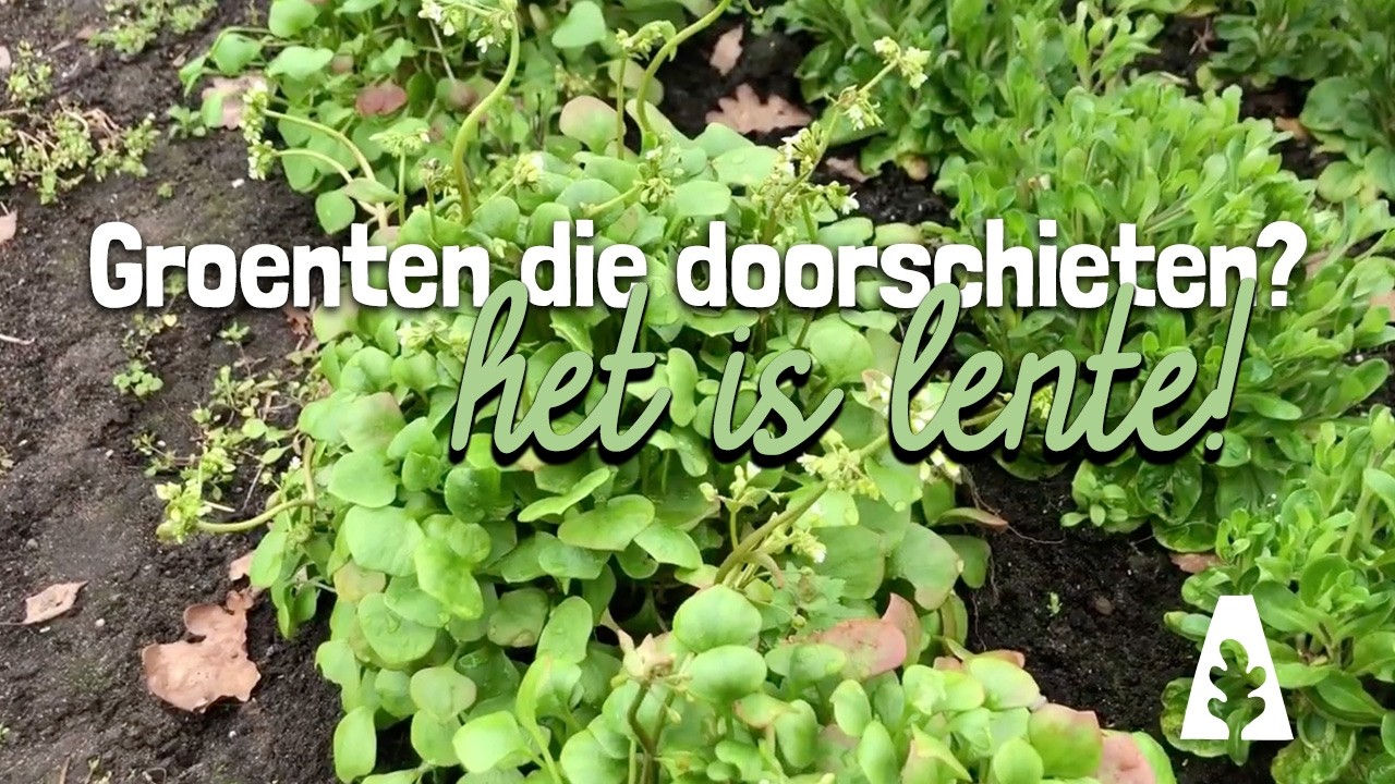 Groenten die doorschieten? Het is lente! #stadstuinieren #lente #moestuin #groenten #bloeien #kweken