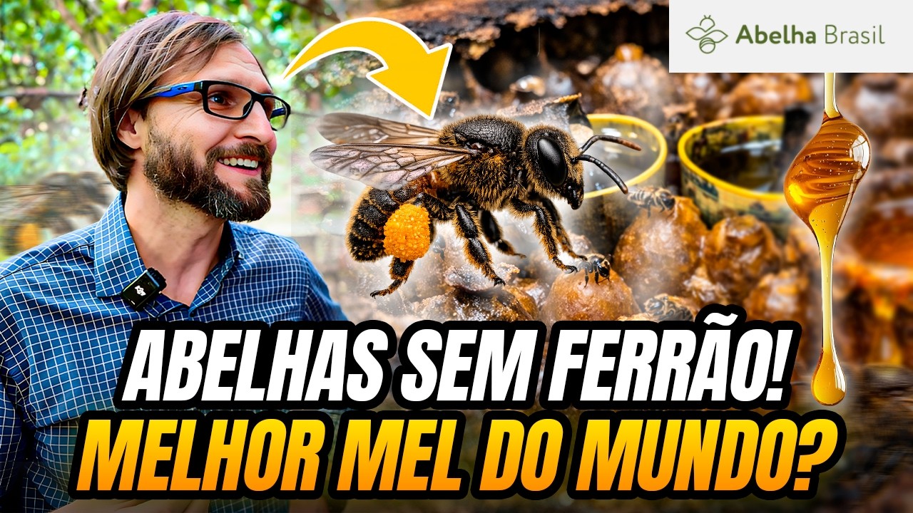 Visitamos a MAIOR fazenda de ABELHAS SEM FERRÃO do Brasil: mel direto do pote e própolis na hora!