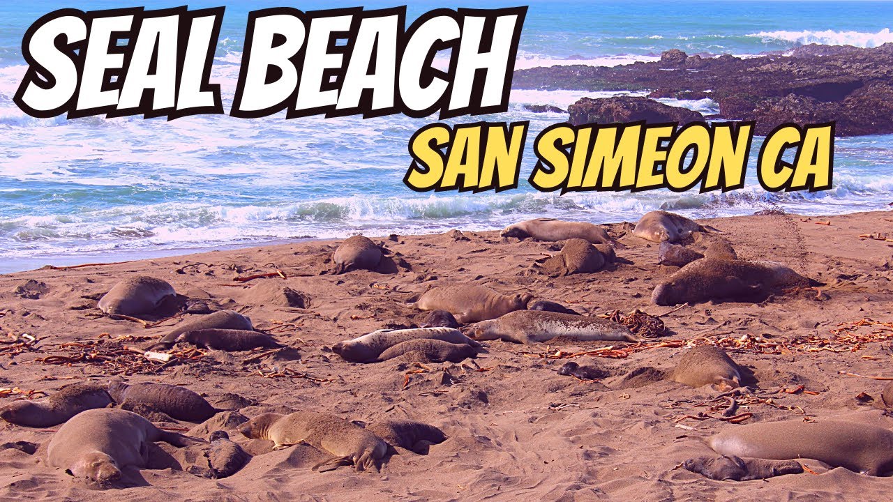 Elephants of the Sea: A Visit to Seal Beach Pacific Ocean