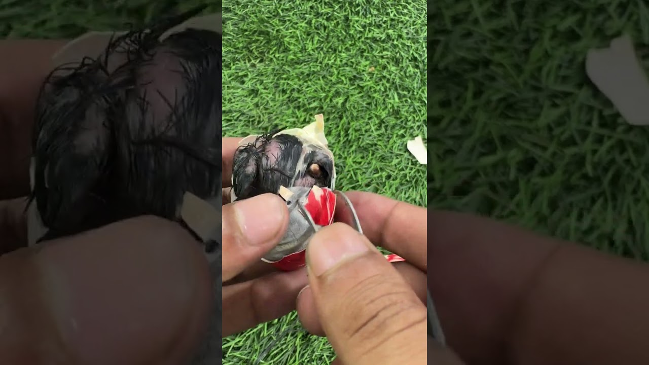 Red wattled egg hatching #mianinventions
