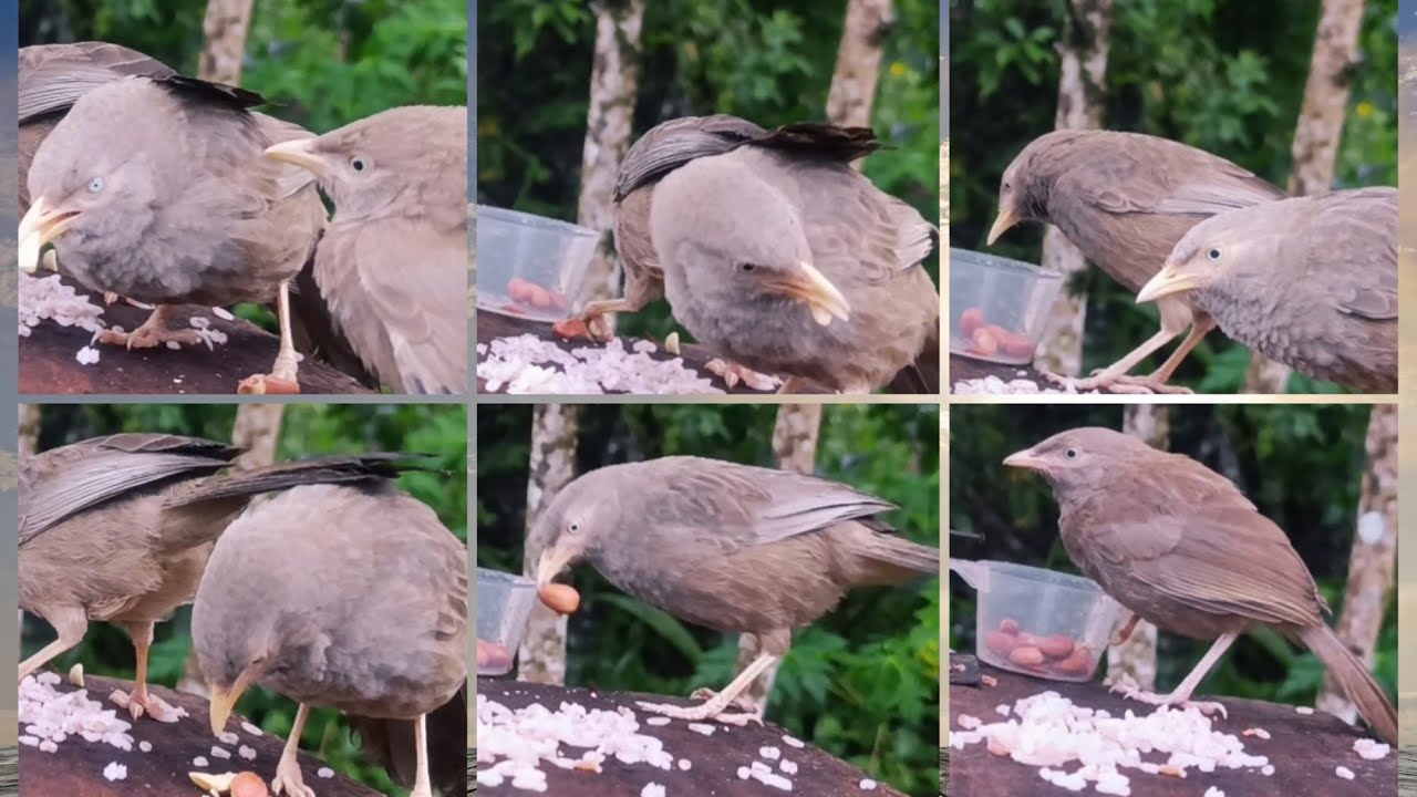 Birds Feeding! Yellow Billed Blabbers love to eat peanuts!