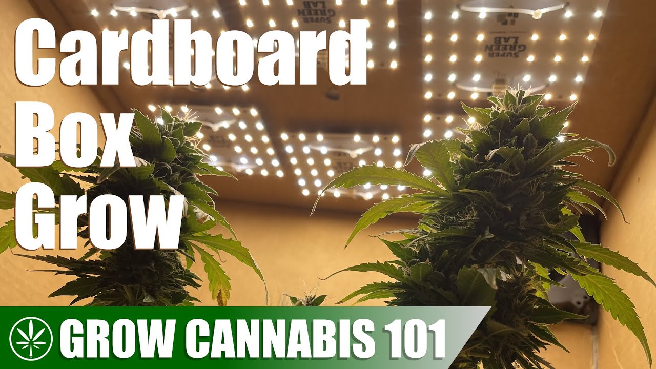 Growing Cannabis in a Cardboard Box