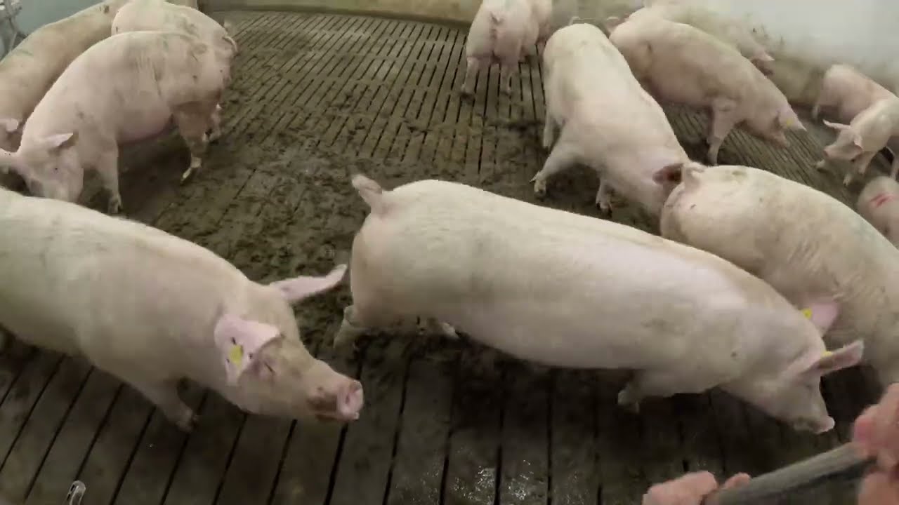En arbejdsdag i GRISE STALDEN 10 🐖 - 