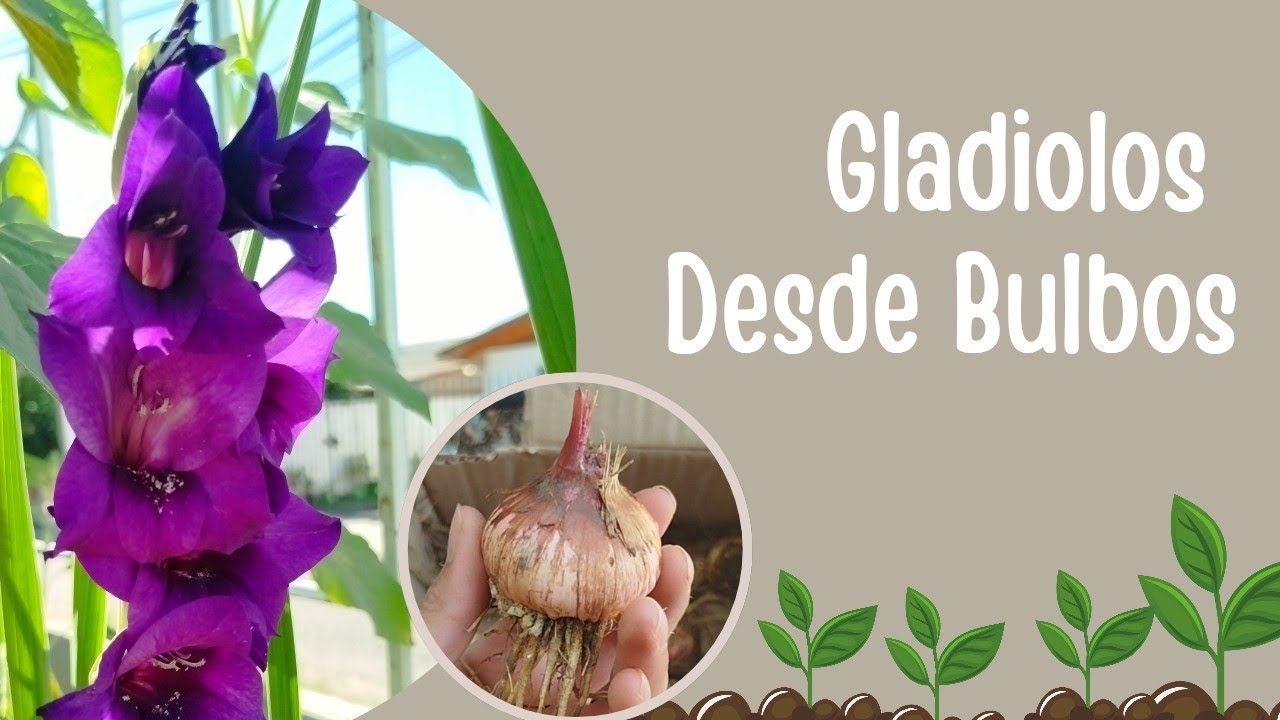 Cómo Plantar Bulbos de Gladiolos Paso a Paso