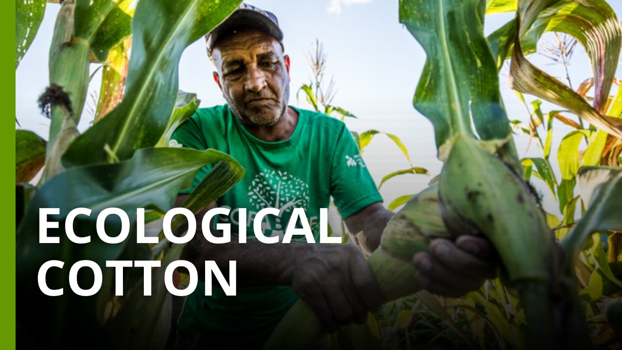 Agroecological cotton is helping traditional communities in the Cerrado