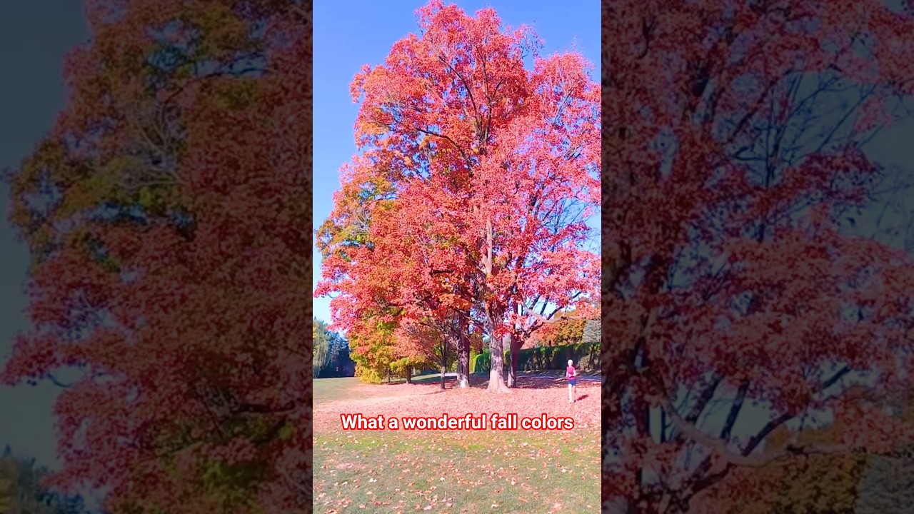 The autumn leaves-10 what a wonderful world! #canada #fall #travel