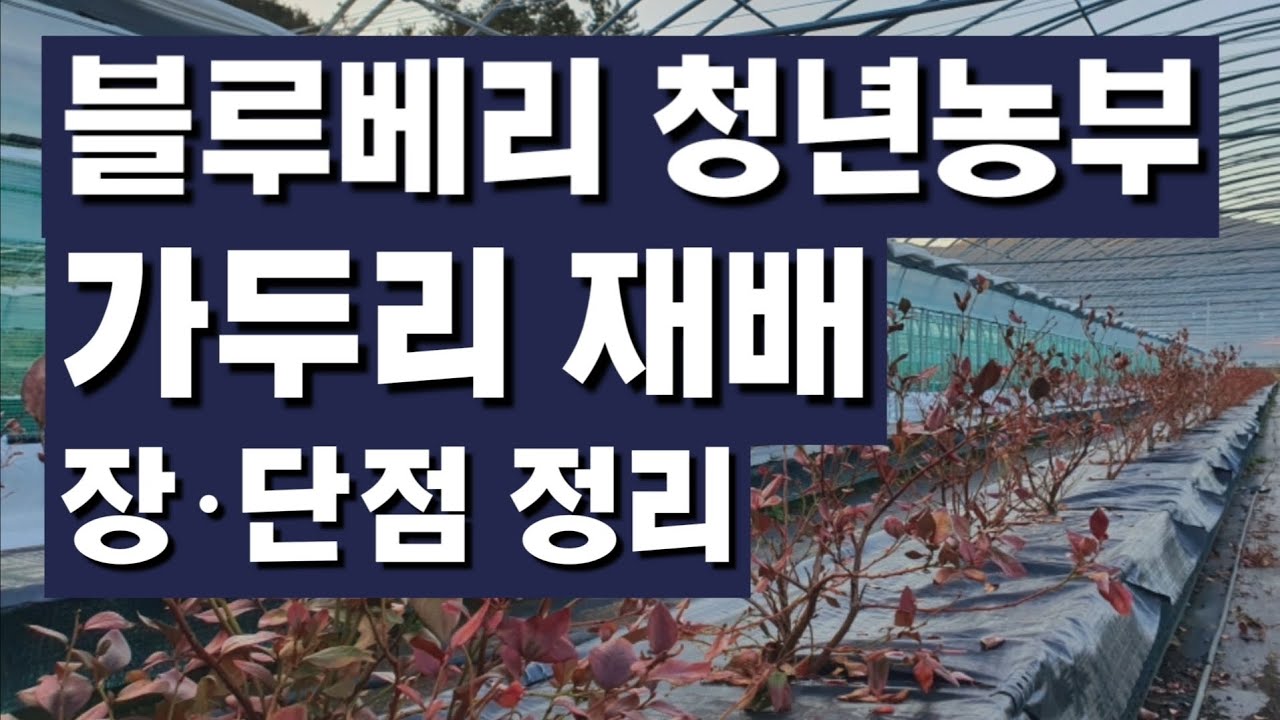 블루베리 가두리 재배 장점과 단점 / 블루베리 신축 재배 하우스 / 블루베리 청년농부 [늘베리팜 블루베리]