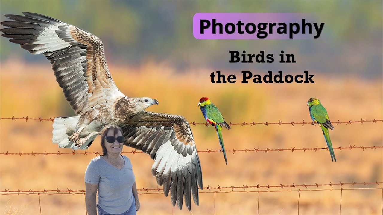 Photography | Birds in the Paddock