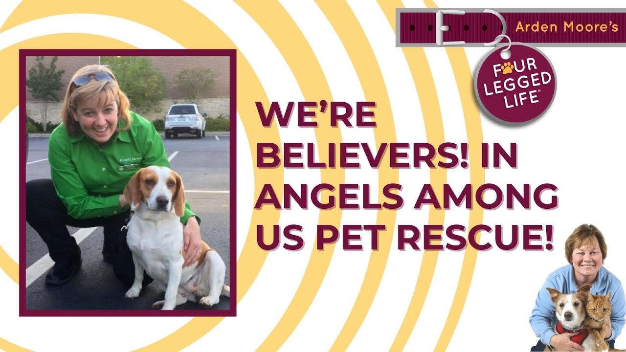 We Have An Angel  #nonprofit #petrescue #angels