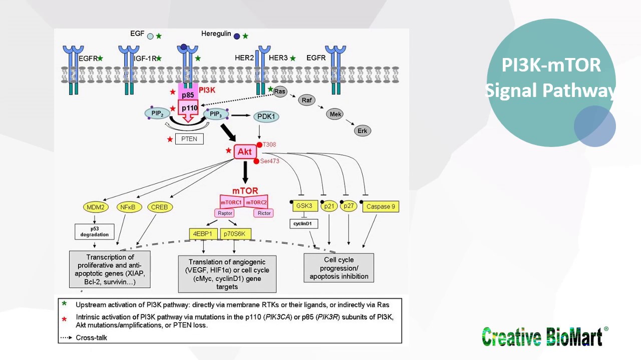 Type I Interferon Signal Pathway