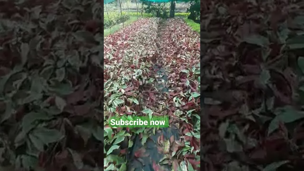 Chinese Croton Excoecaria | Pik Berries Farm | sale post