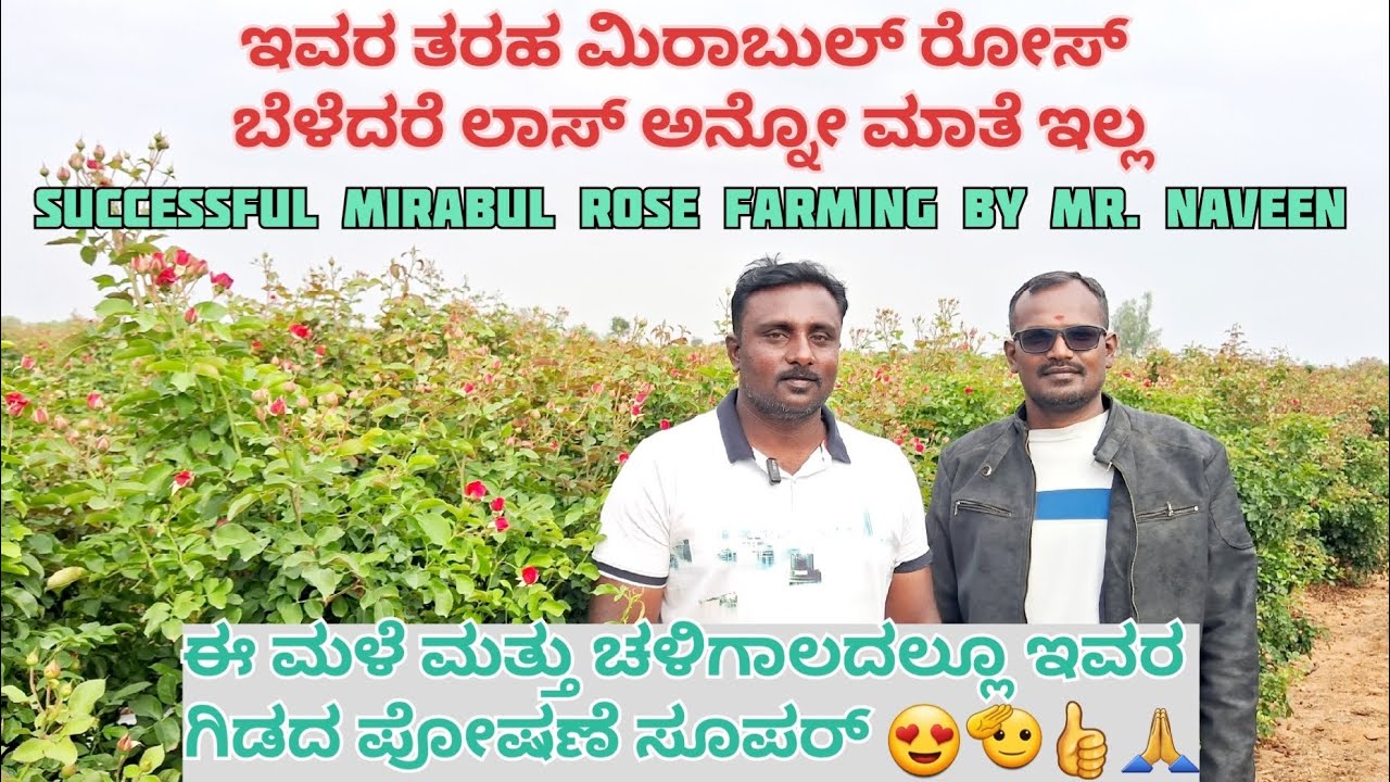 ಮಿರಾಬುಲ್ ರೋಸ್ 🌹 ಬೆಳೆಯ ಸಂಪೂರ್ಣ ಮಾಹಿತಿ ಶ್ರೀ ನವೀನ್ ರಿಂದ (ನಲ್ಲೂರು ಅಗ್ರಹಾರ ಹೊಸೂರು [ತಾ]) | Mirabul rose🌹💐