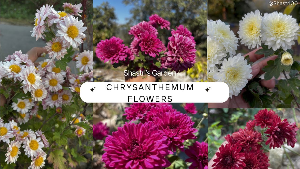 Chrysanthemum Flowers variety at my garden 