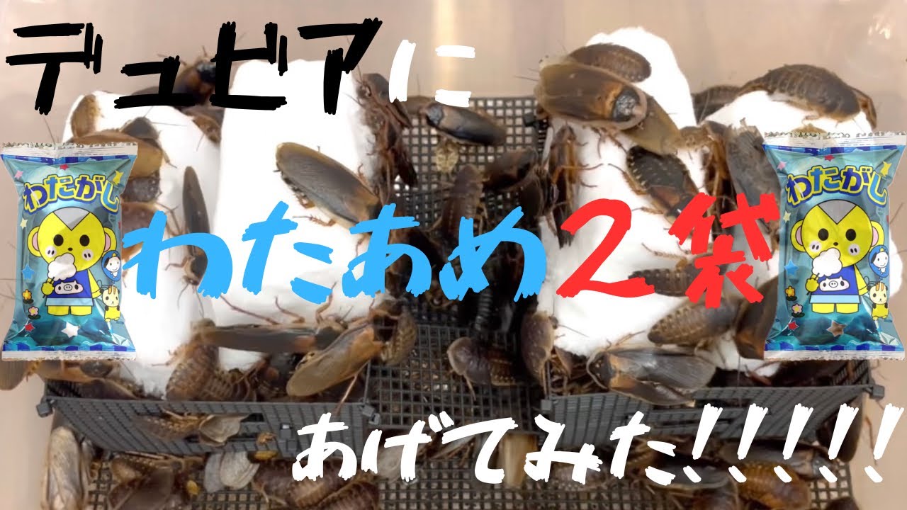 デュビア[ゴキブリ]にわたあめ2袋あげてみた！！！