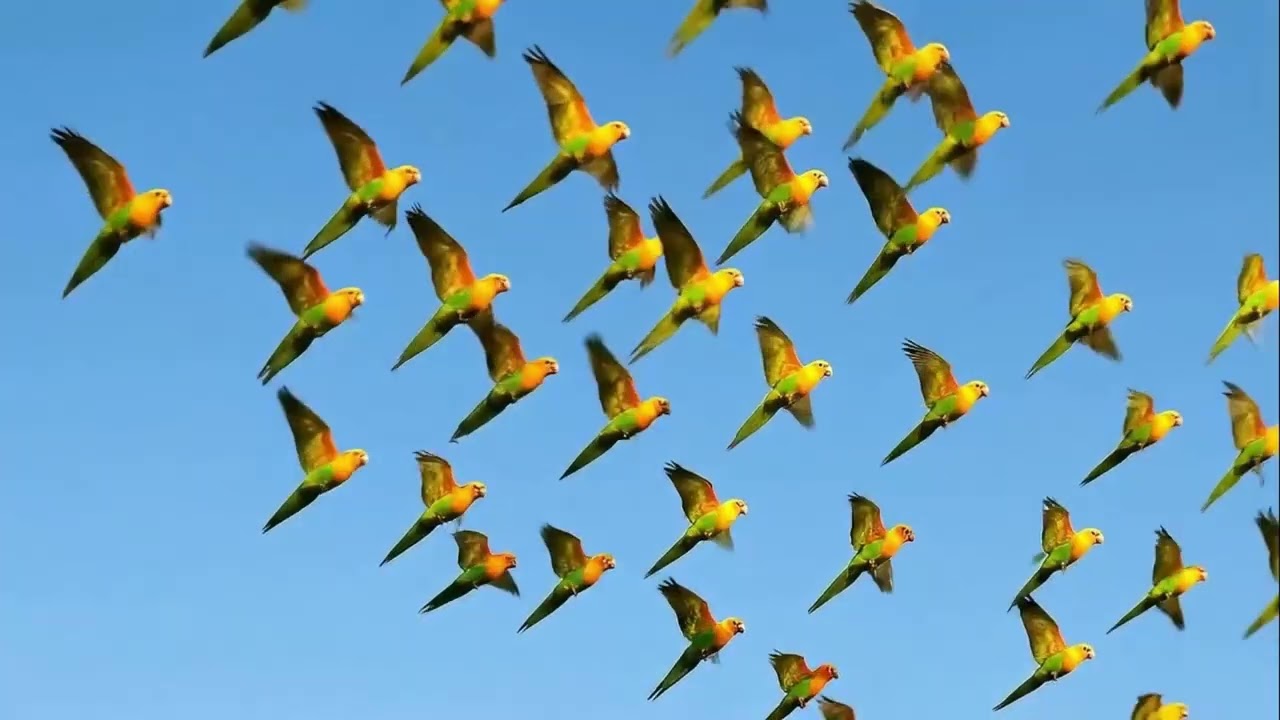 Carolina Parakeet – The Lost Parrot of North America