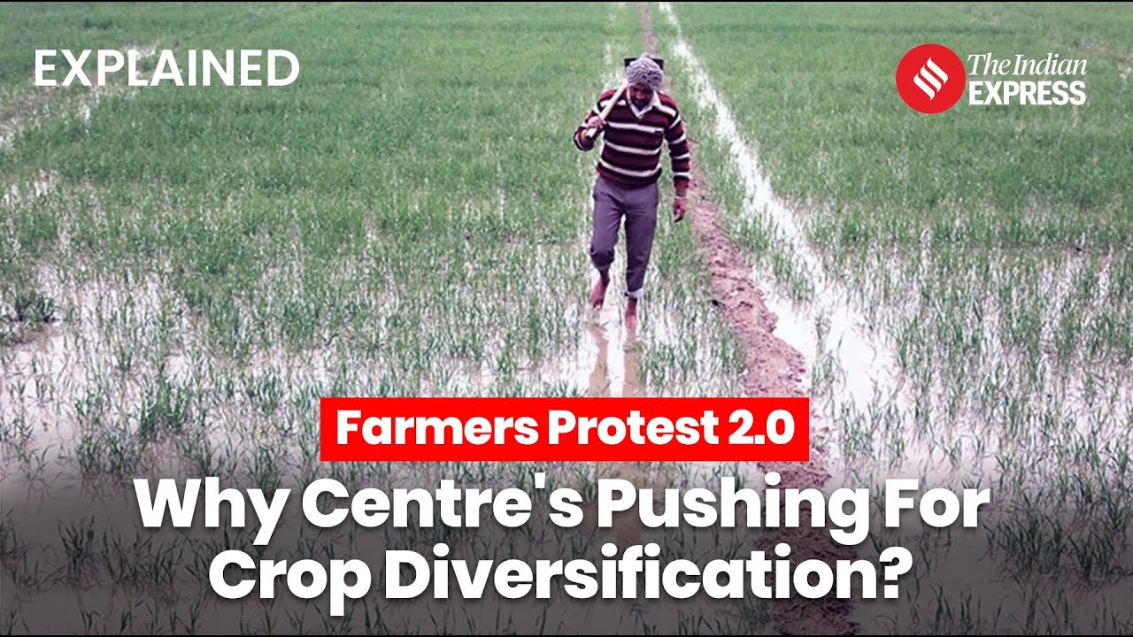 Farmers Protest Explained: Centre's Crop Diversification Proposal Faces Farmer Opposition