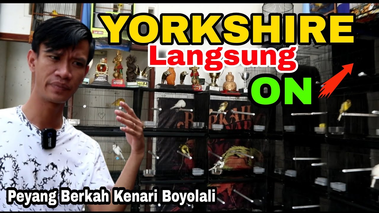 SIMPEL BANGET..!!! Pengkondisian Kenari Yorkshire Ala Mas Peyang Berkah Kenari
