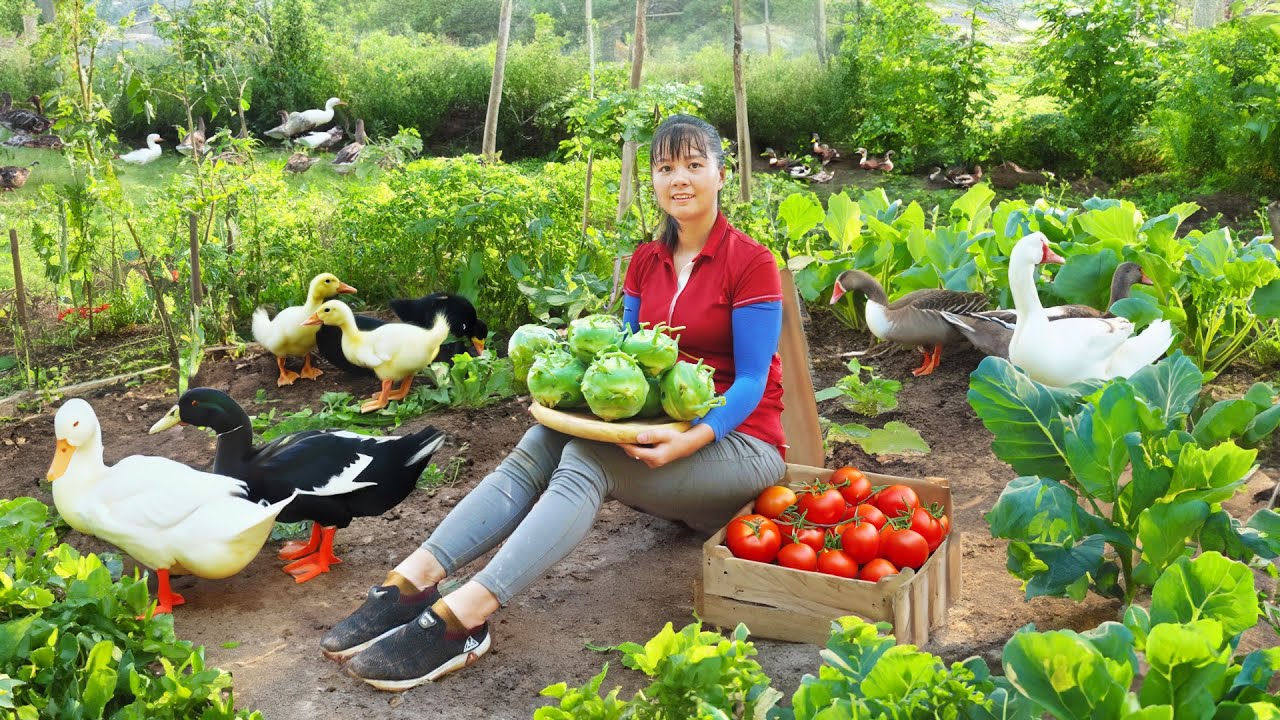 Harvesting Geese Goes to the market sell - Buy baby geese to raise | Tiểu Vân Daily Life