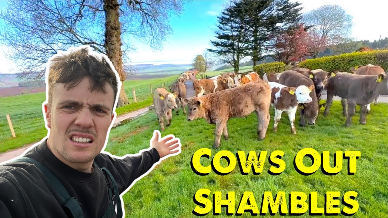 Cows Out But Its Goes Badly | Wash Down | Slow Calf