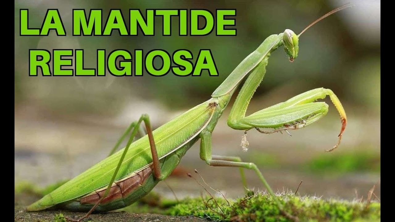 La MANTIDE RELIGIOSA, un predatore formidabile