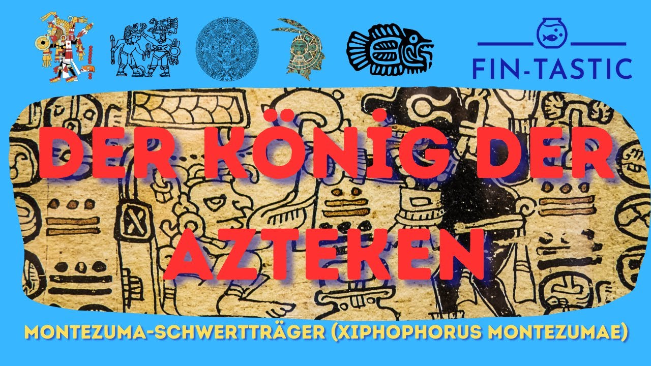 Fachhandel konnte diese Art nicht besorgen -  Montezuma-Schwertträger Xiphophorus montezumae