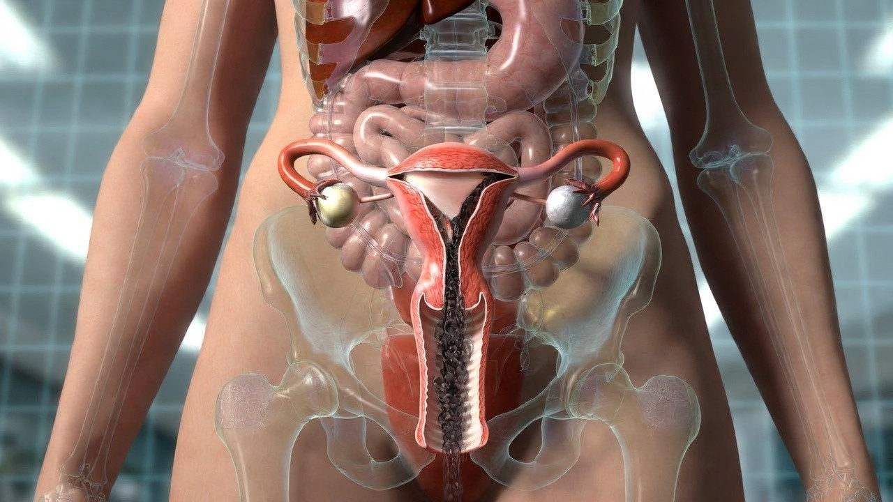 Menstrual Cycle Explained in 3D | Ovulation to Period Animation