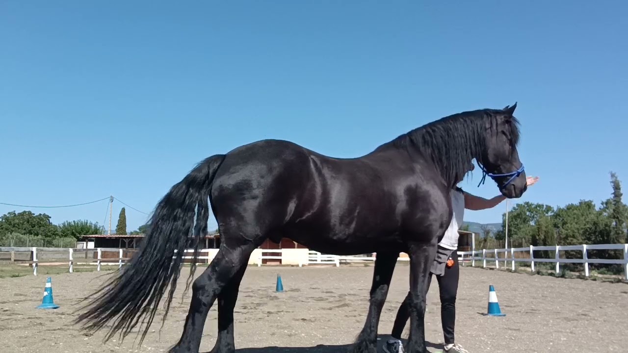 33. Llamada y poner la cabezada