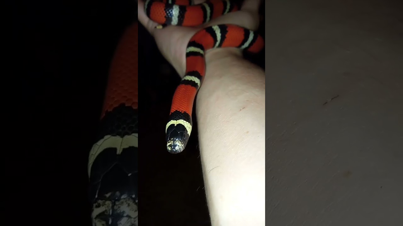 ‪@TheWildlifeTube‬