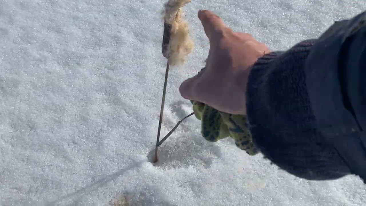 Рятую рибу на своїх ставках, огляд після зими