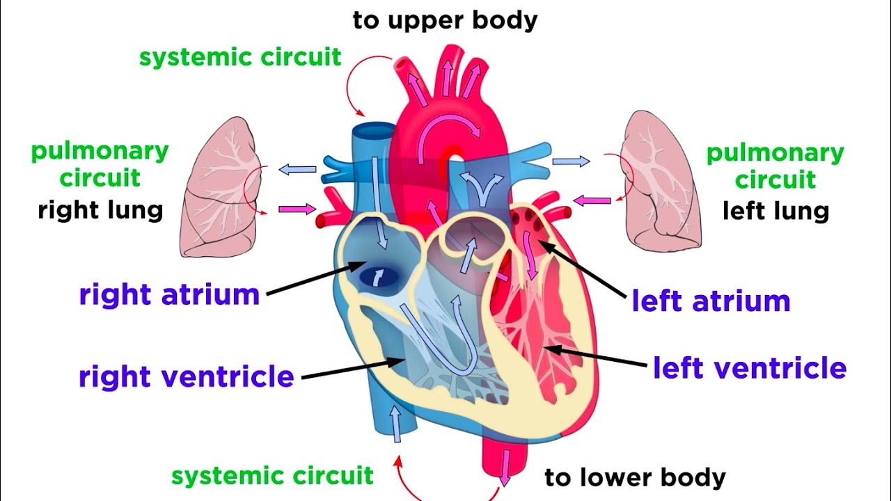 The Circulatory System Part 1: The Heart