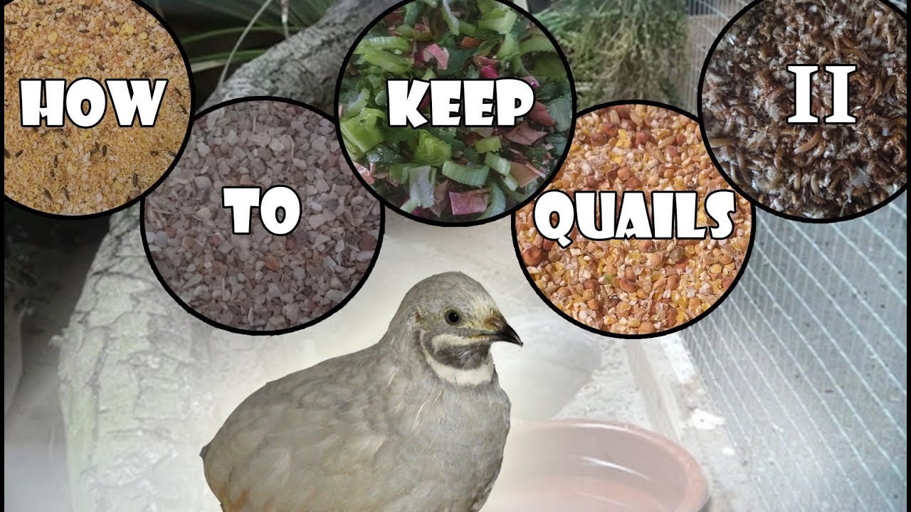 Keeping And Raising Quails part 2, How To Feed Your Quails