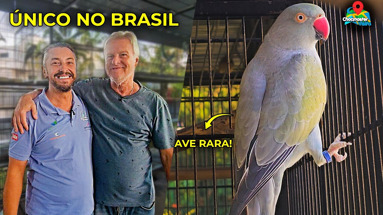 O &Uacute;NICO Ring Neck Bronze Fallow do Brasil! | Voc&ecirc; NUNCA viu outra ave igual! - Chocmaster Visita