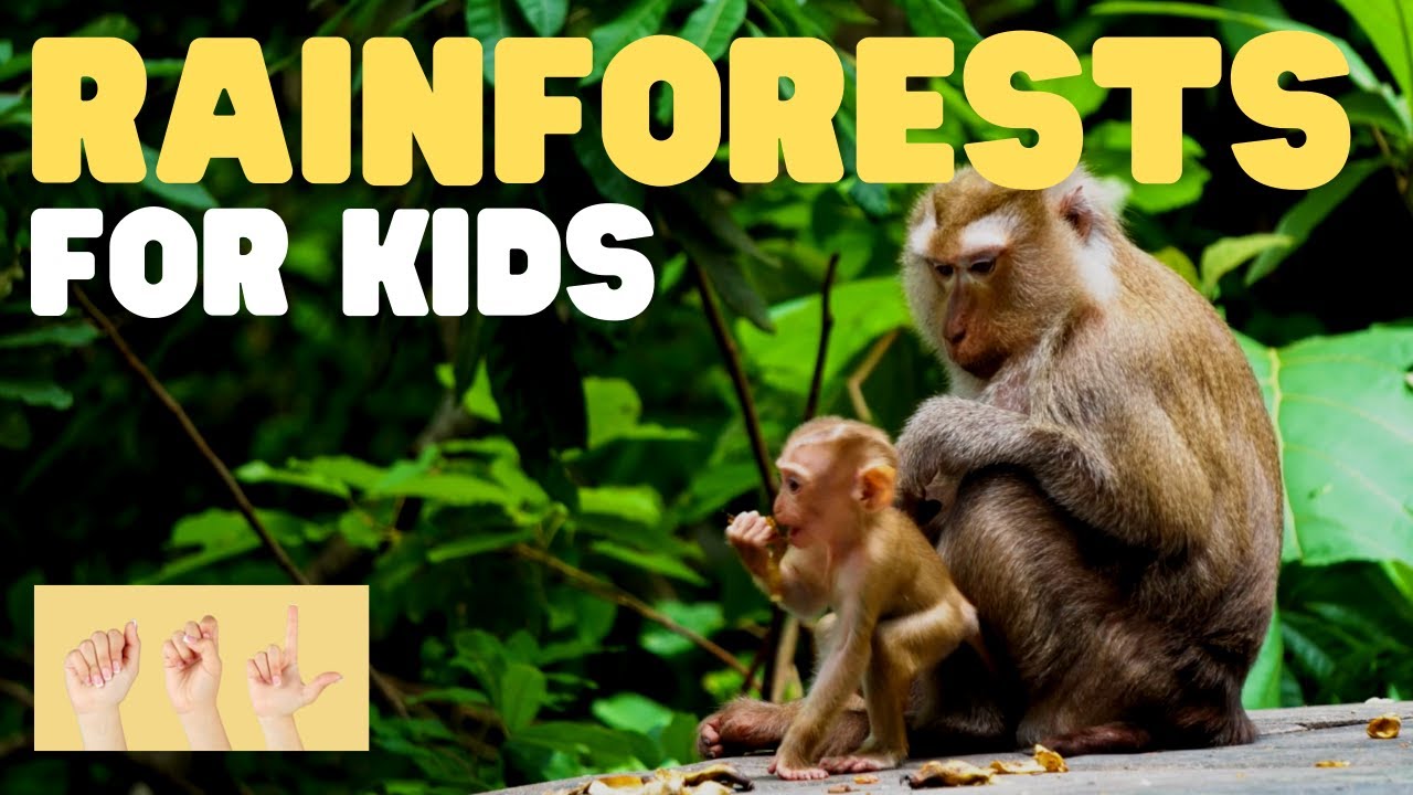 ASL Rainforests for Kids