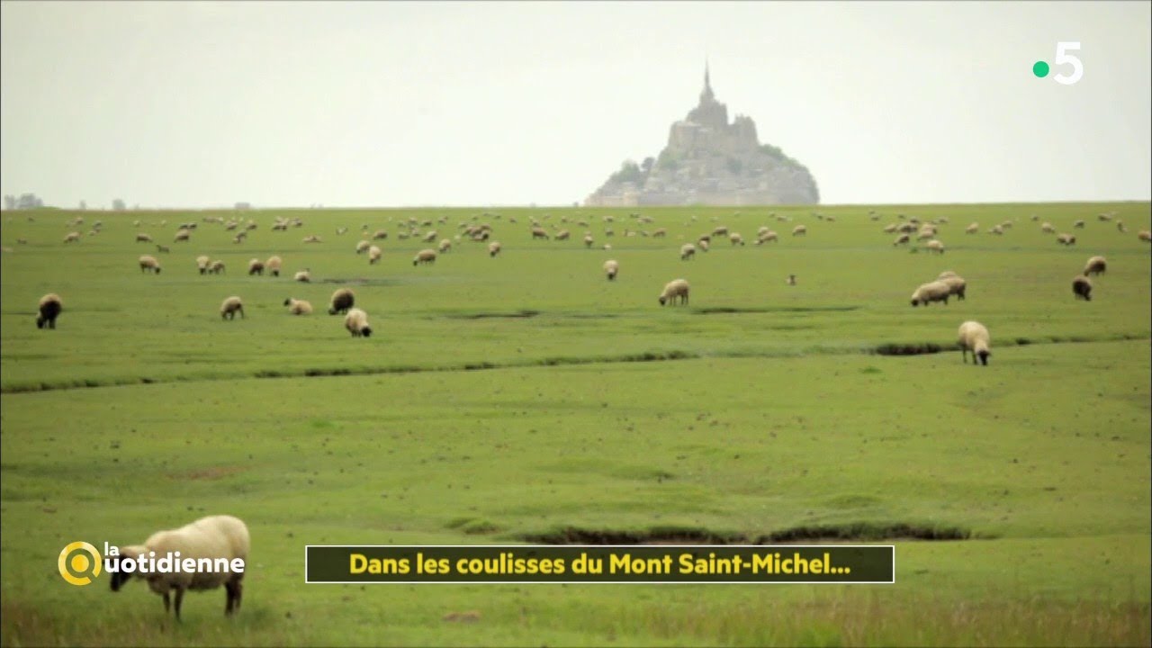 Dans les coulisses du Mont Saint-Michel... Une terre de pâturage