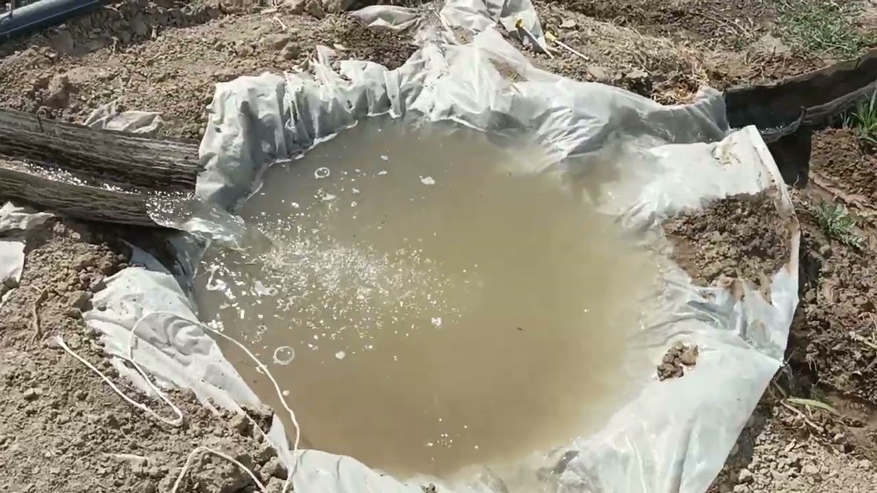 🌾Piyoz sugʻorish  texnologiyani udari xali bunaqasini koʻrmagansiz 👍qadirovuzda