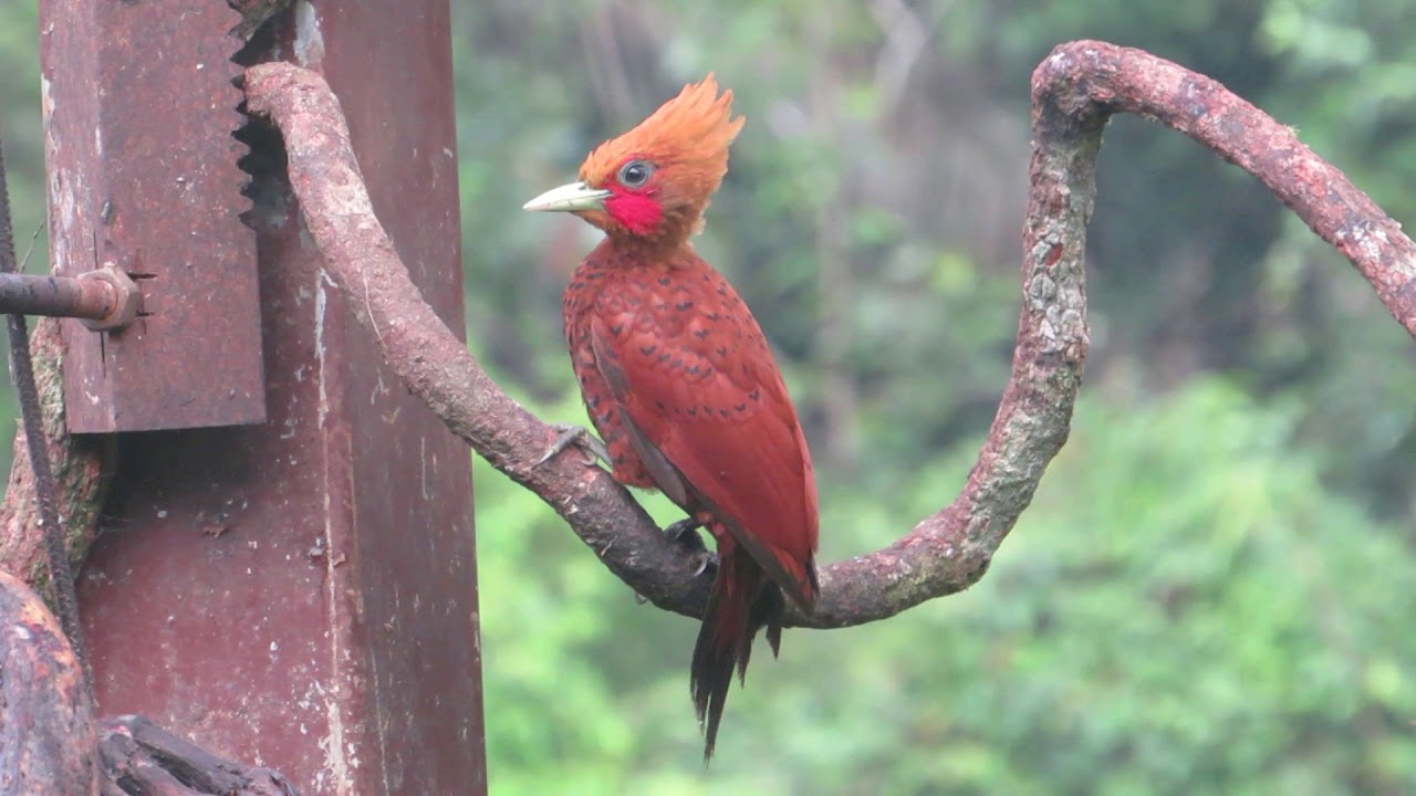 Costa Rica 2018