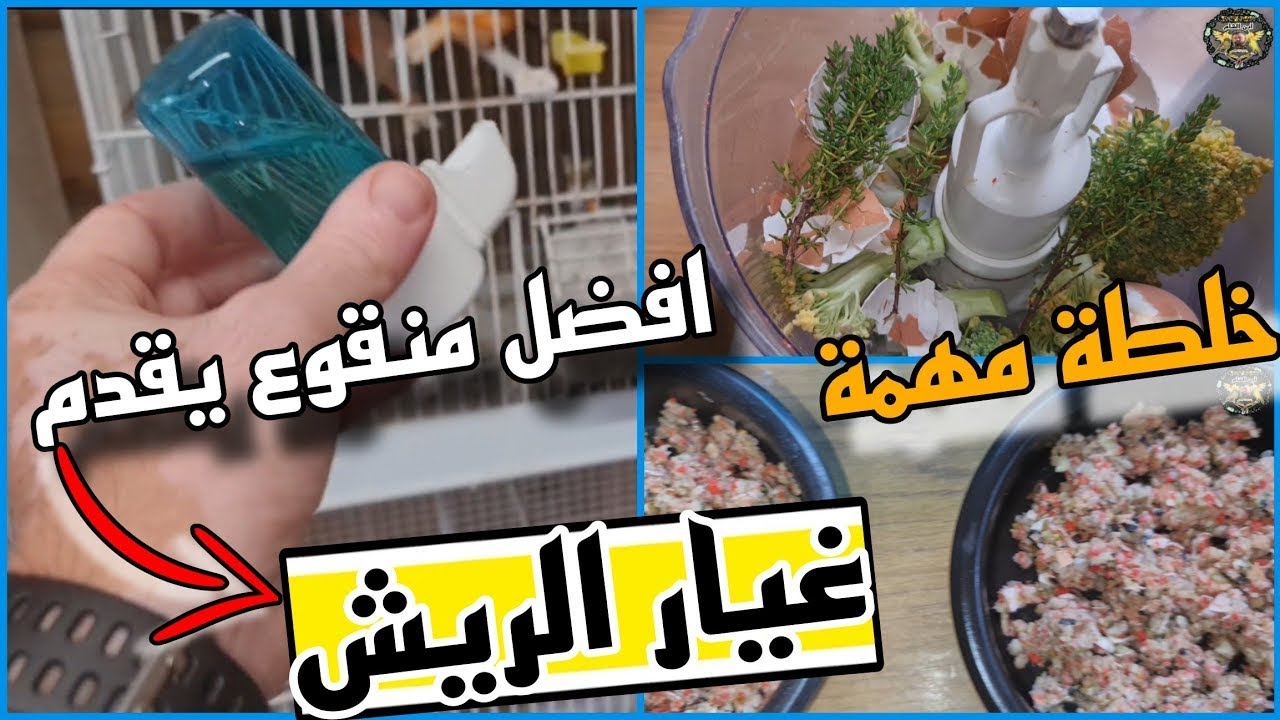 المنقوع الأول في عالم طيور الكناري والحسون كيف اتخلص من البكترية الضارة و الوقاية من اي مرض 🤕😰🤧🤒