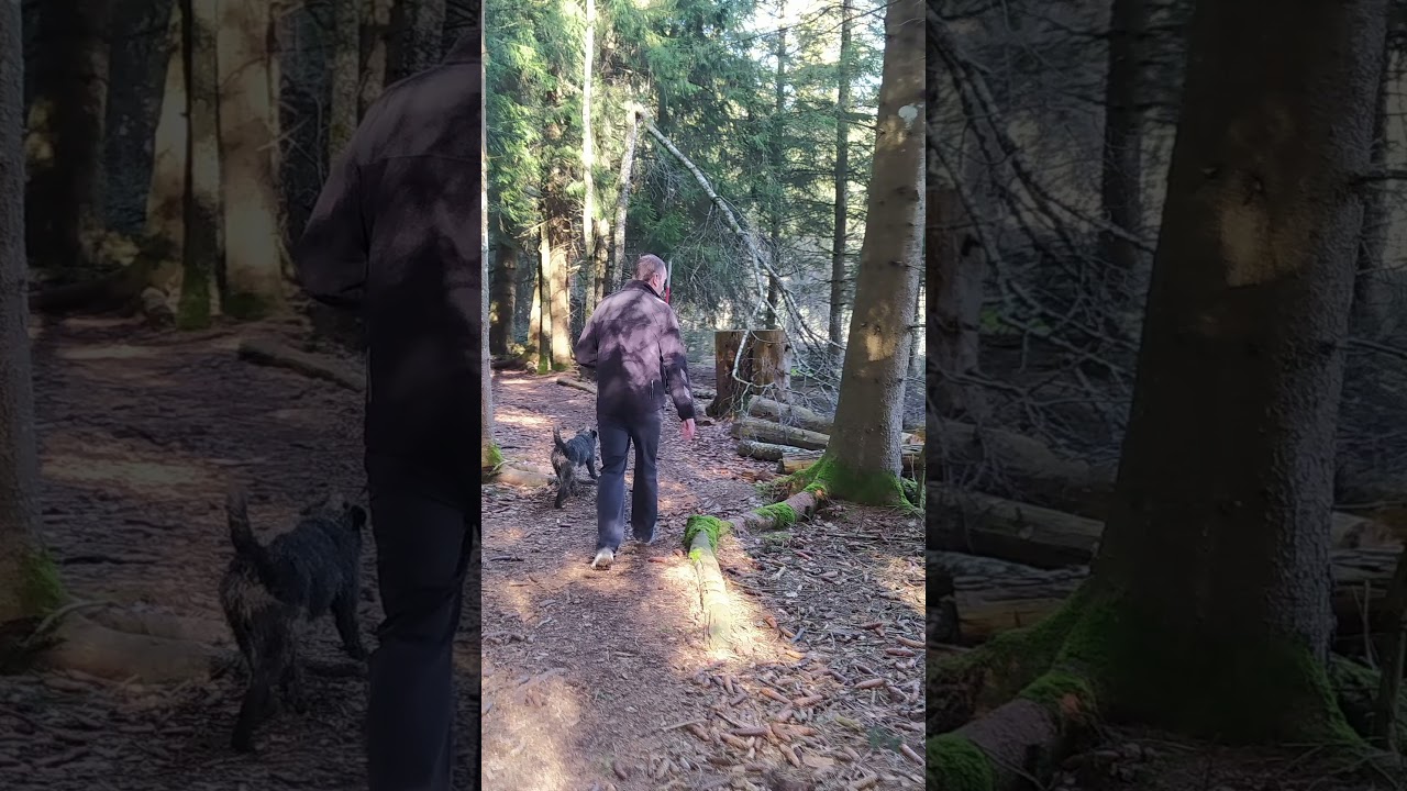 Walk - Forest - Marsens - Romanens (CH) - 5,7 km