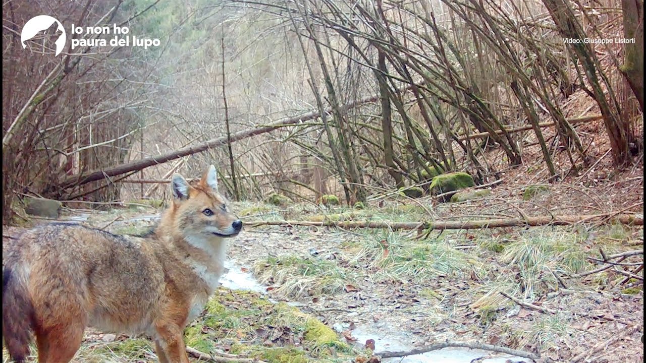 Canis aureus - Sciacallo dorato in Trentino