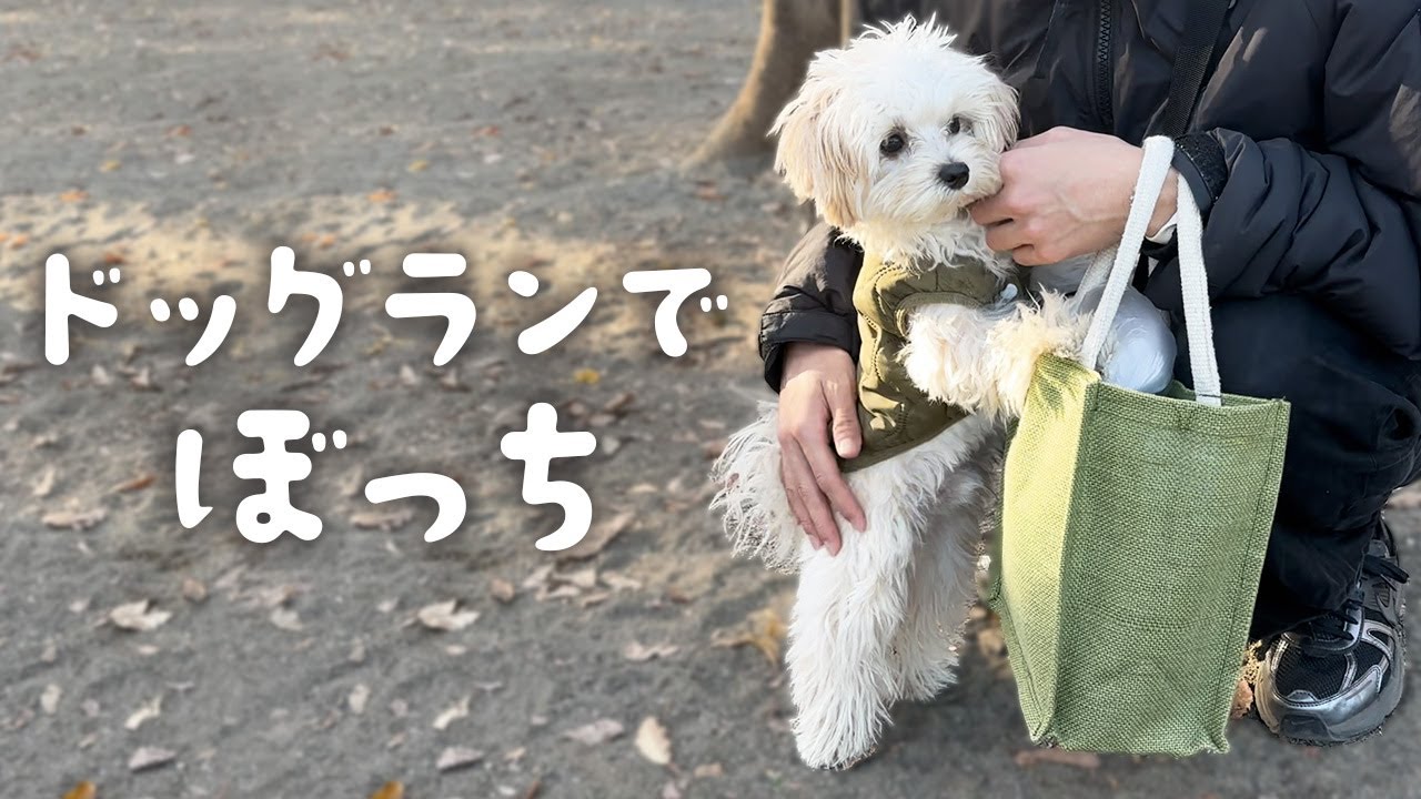 ドッグランでぼっちになってしまいました…【マルプーの子犬】