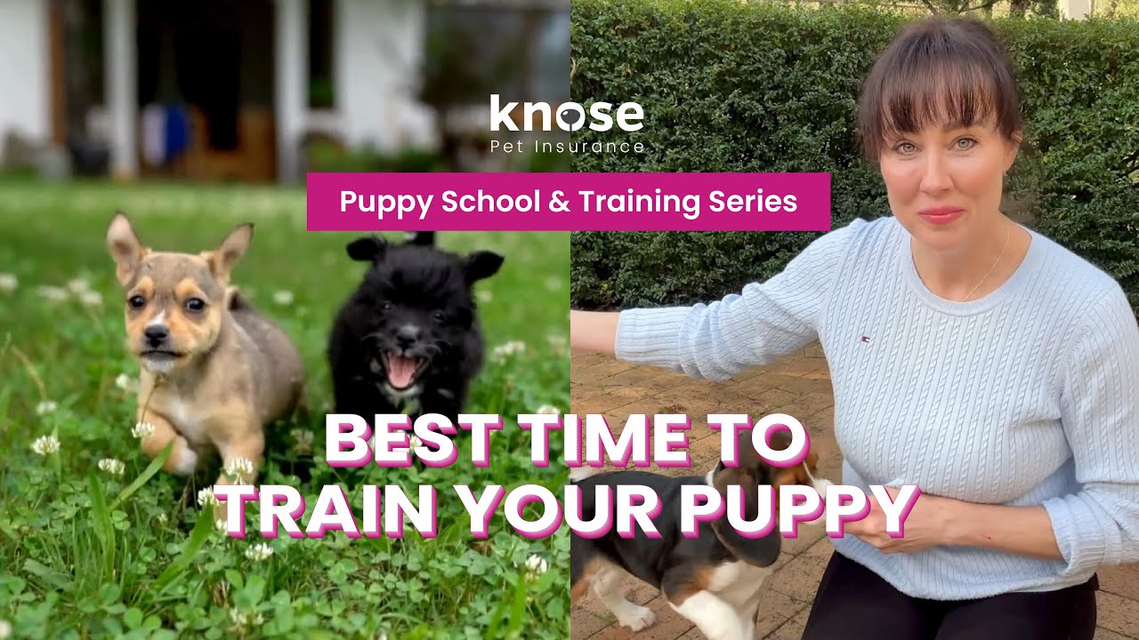 When to Start Training Your Dog? – Pet Behaviourist Explains!