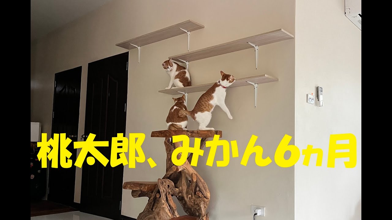 桃太郎、みかん６か月になりました