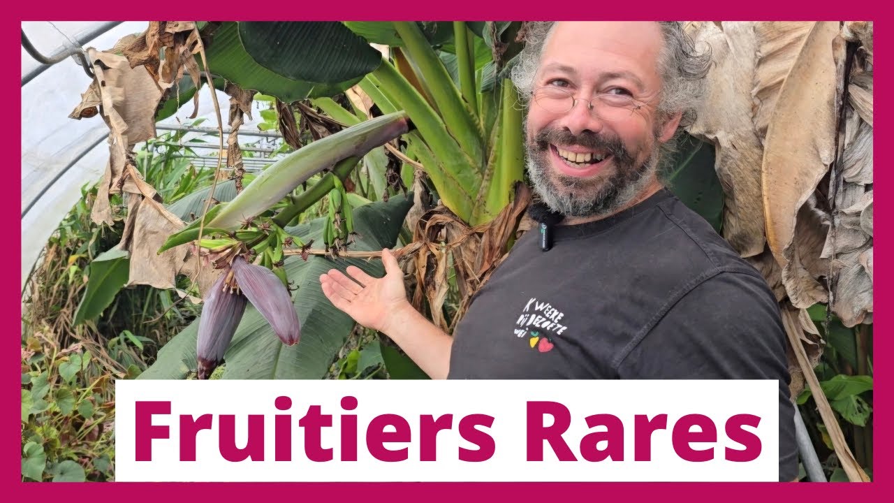 À la découverte des fruitiers rares : Rencontre avec Dimitri de la pépinière de Zoetewei