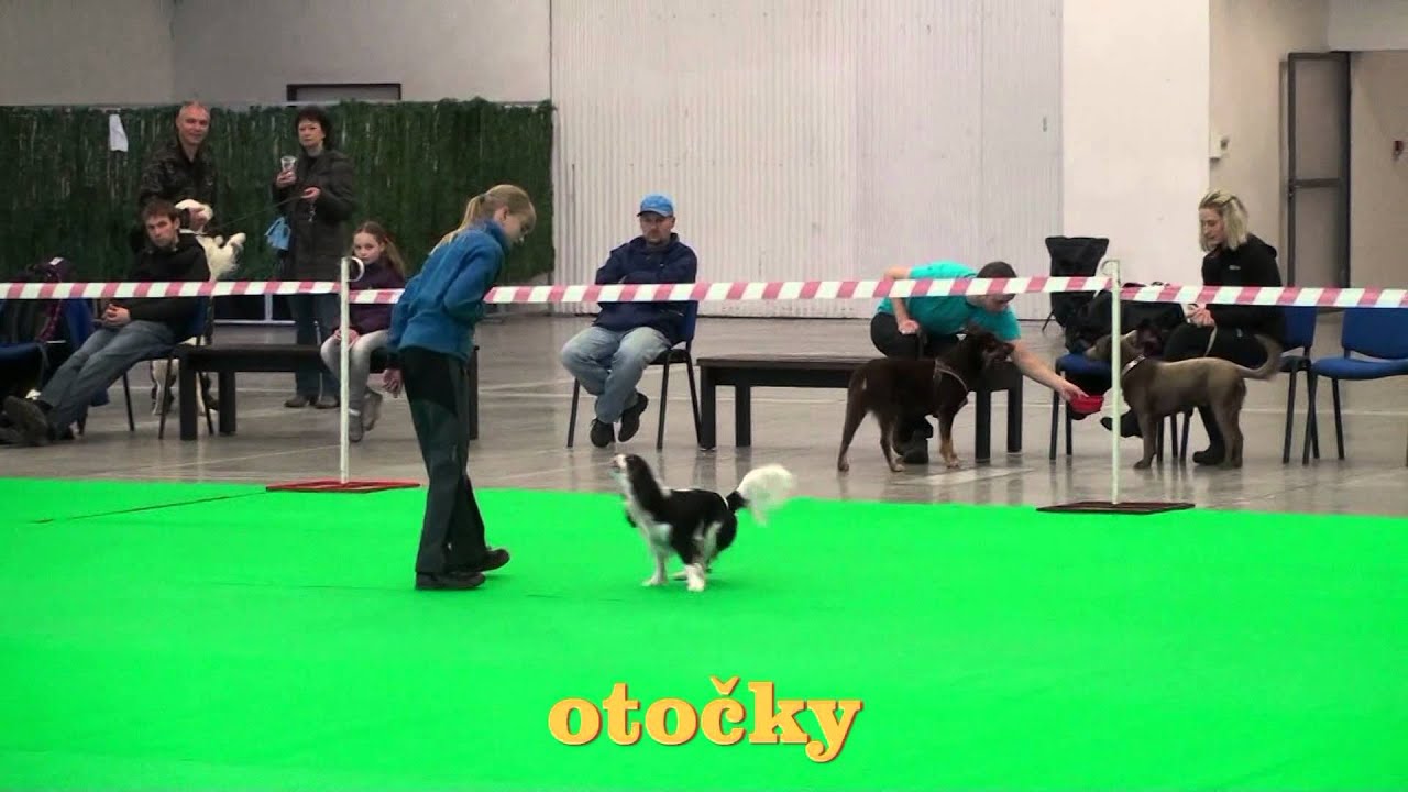 Dogdancing zkouška F1 Praha Letňany 3.5.2014