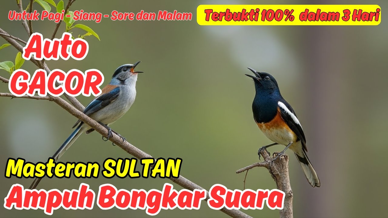 Pancingan Murai Batu Full Isian Tembakan, Cepat Gacor dan Juara