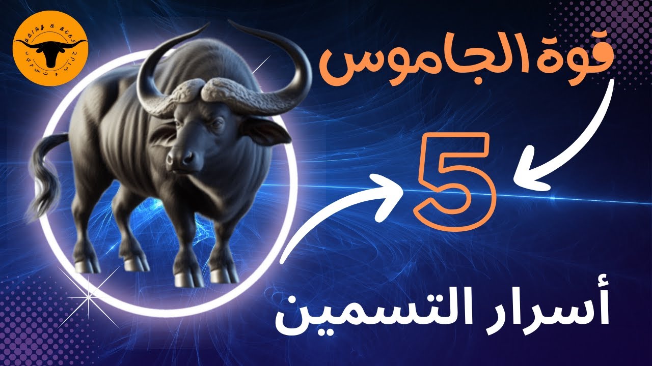 قوة الجاموس 5, اسرار تسمين العجول الجاموسي,