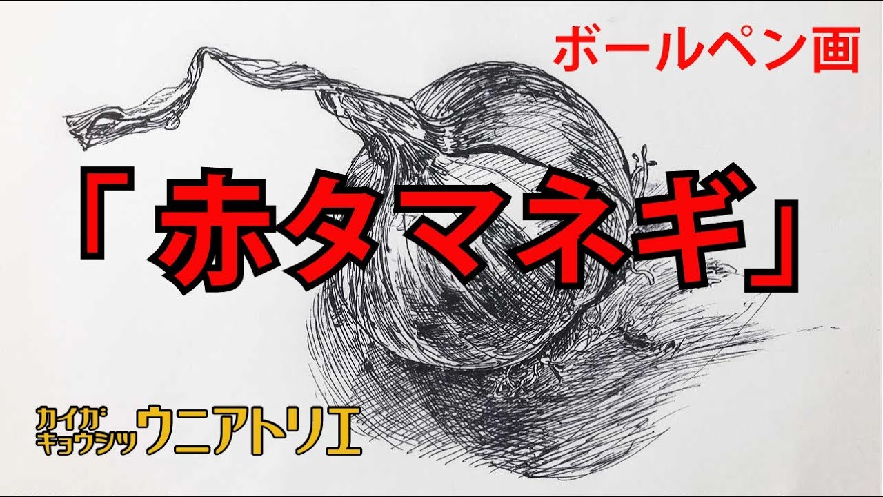 ボールペン画「赤タマネギ」線によるデッサン Drawing basics
